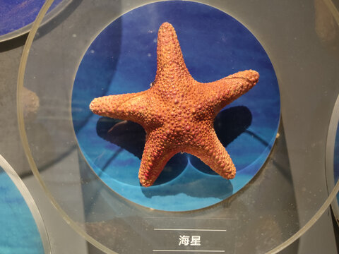 海洋生物标本海星标本