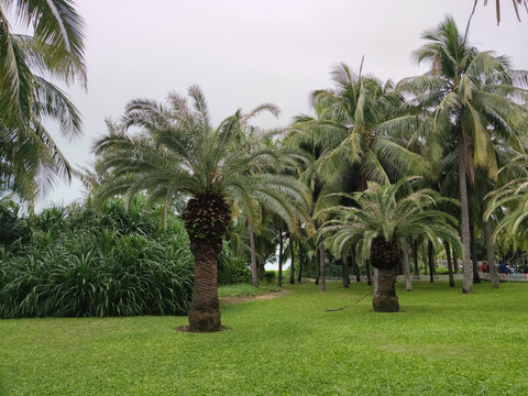 三亚棕榈树热带植物