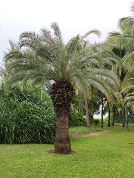 热带植物棕榈树