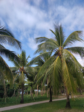 三亚椰汁树绿植