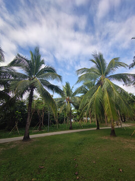 热带植物椰子树棕榈树