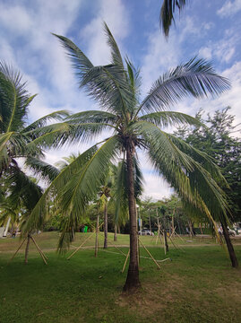 三亚热带植物椰子树