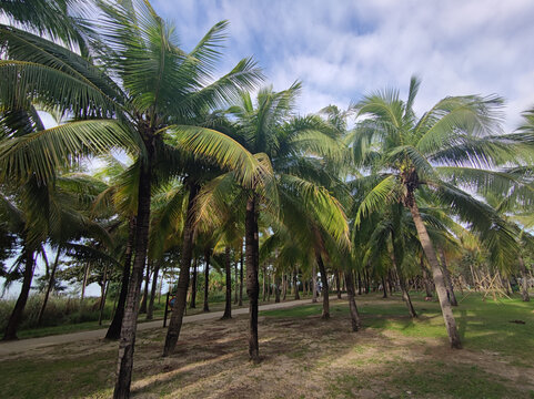三亚风光椰子树林