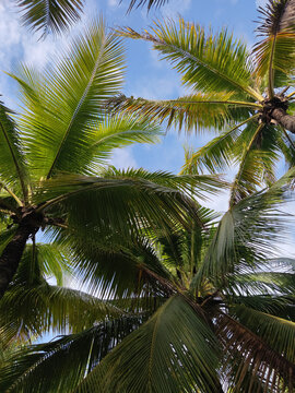 三亚风光椰子树林