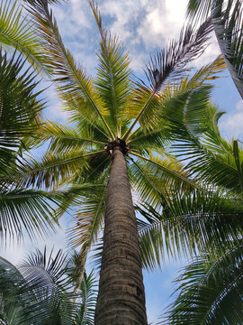 仰视椰子树林