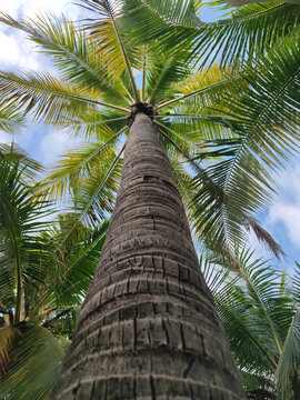 椰子树仰望三亚风光