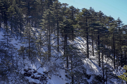 昆明轿子雪山