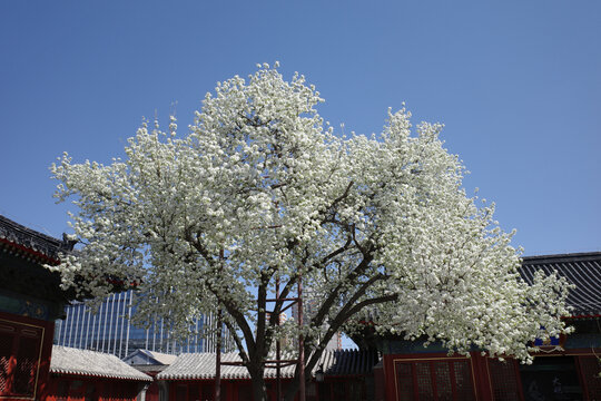 北京智化寺梨花