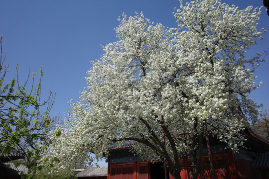 北京智化寺梨花