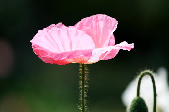 丽春花