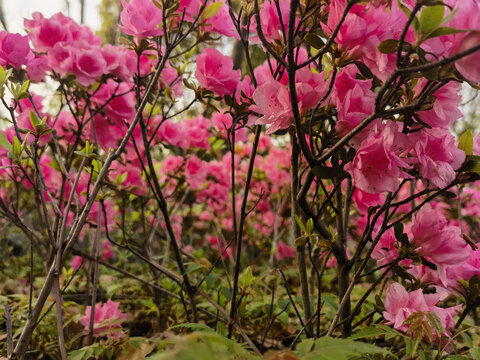 杜鹃花