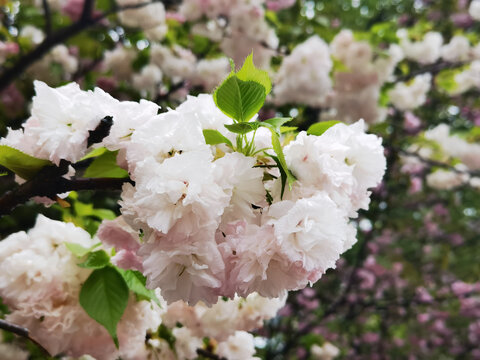 海棠花