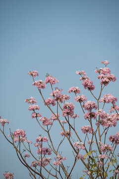 紫花风铃木