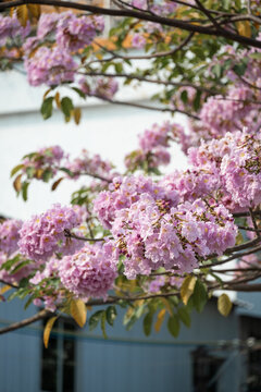 紫花风铃木