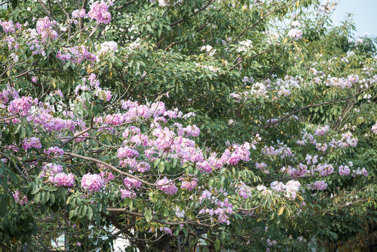 紫花风铃木