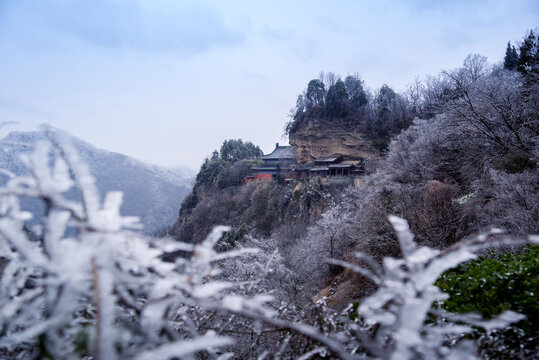 武当山南岩宫山道的雪松