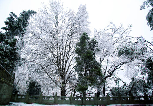 武当山南岩宫山道的雪松