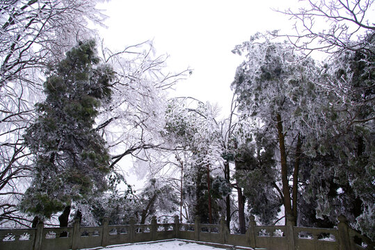 武当山南岩宫山道的雪松