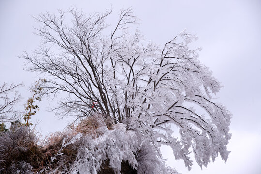 武当山南岩宫后山上的雪松