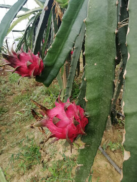 火龙果水果花果实