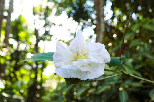 木芙蓉