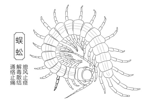 蜈蚣线稿