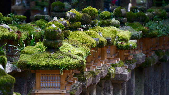 长满青苔的寺院神灯