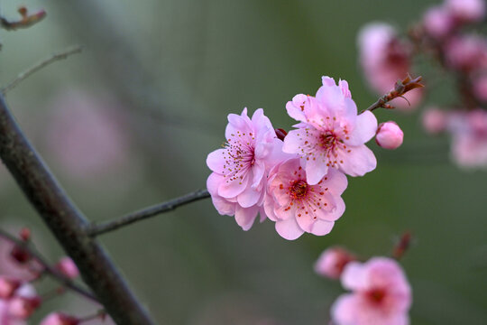 梅花美人梅春天盛开