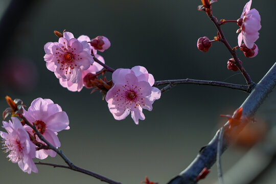 梅花美人梅春天盛开立春初春