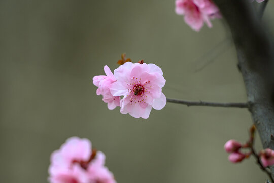 梅花美人梅春天盛开