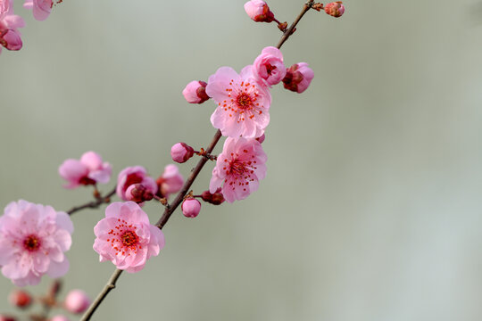 梅花美人梅春天盛开