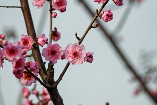 梅花美人梅春天盛开