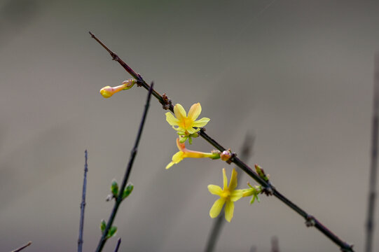 迎春花春天盛开花朵