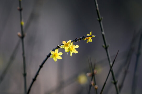 迎春花春天盛开花朵