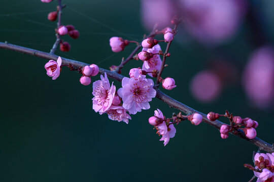 梅花美人梅春天盛开