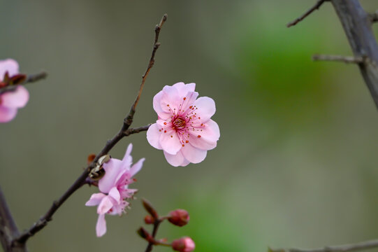 梅花美人梅春天盛开