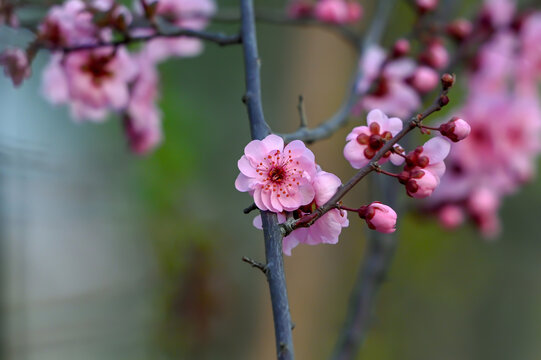 梅花美人梅春天盛开