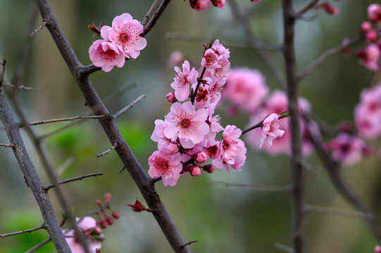 梅花美人梅春天盛开