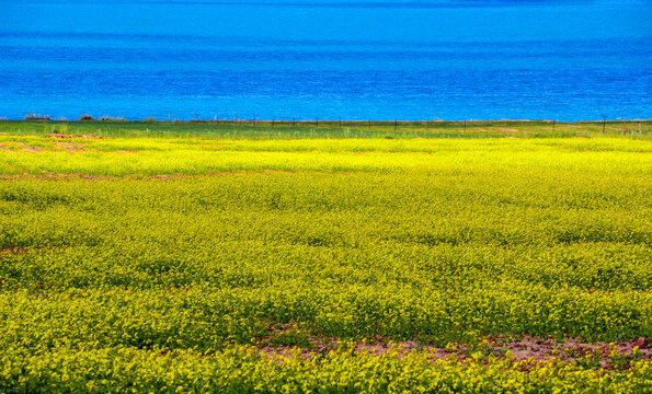 青海湖畔油菜花