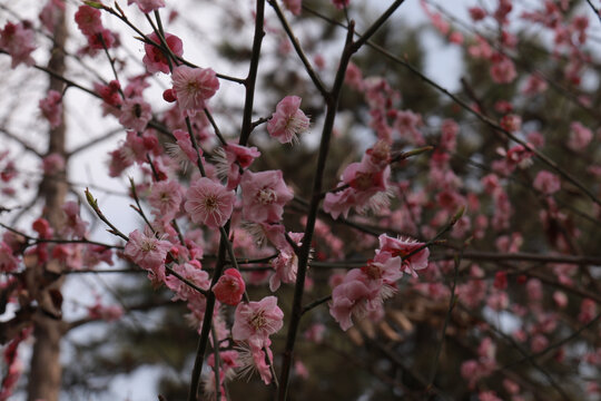 梅花