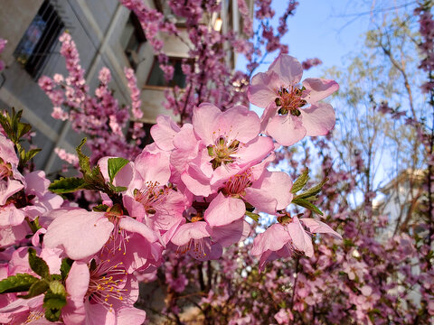 樱花枝