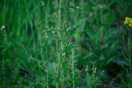 绿色植物素材