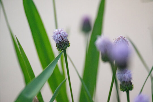 泥胡菜花特写