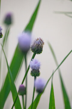 泥胡菜花