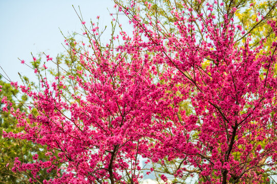 菊花桃