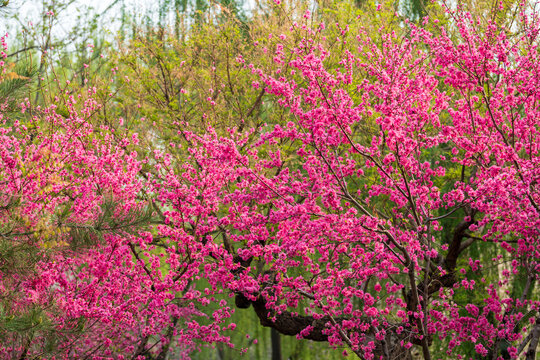 菊桃花