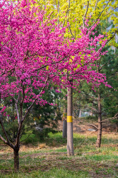 菊桃花