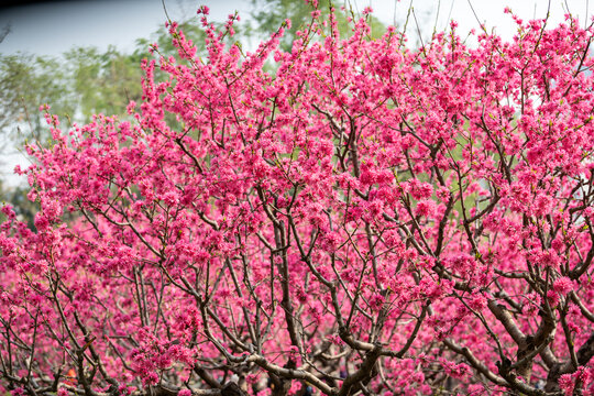 菊桃花