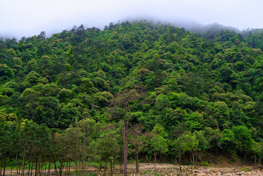 山林