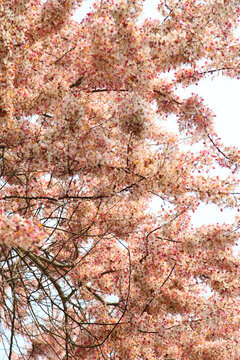 繁花似锦